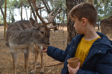 Niños pequeños alimentando ciervos en un zoo  - obrazy, fototapety, plakaty