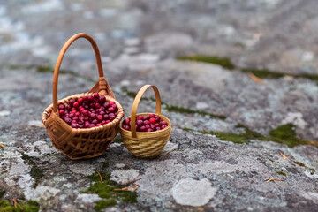 Fototapeta na wymiar Lingonberries in baskets in the forest. Baskets with lingonberries on the stone. Photo