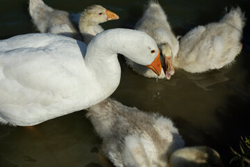 Obraz premium Goslings on water. Goose family in summer. Water birds in park.