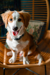 A brown and white puppy sits in a rattan chair and smiles at the camera for a portrait.