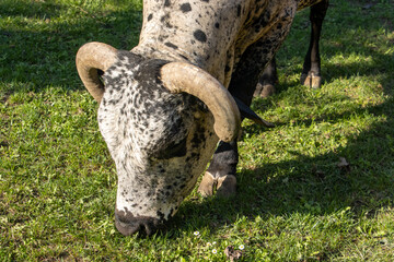 Zebu, Bos primigenius indicus, grazing on a meadow
