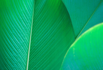 exotic tropical botanical background  fresh emerald green leaves plant foliage with copy space.for leaf wallpaper,rainforest backdrop,natural cover design.
