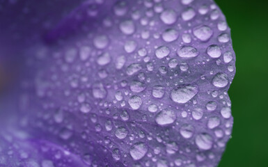 close up macro fresh dew drop on bright purple blooming leaf flowers blur emerald green background.for floral spring desktop wallpaper,blossom cover backdrop design.