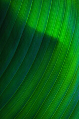 close up macro exotic fresh green leave texture tropical plant of spathiphyllum cannifolium in soft blue glow light blur background.for leaf botanical wallpaper desktop,foliage backdrop  cover design.