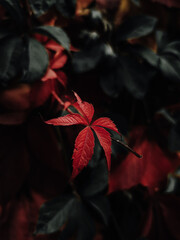 red leaves
