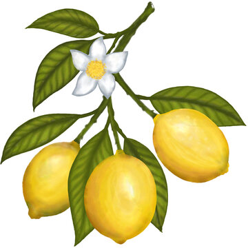 lemon tree branch with flowers mediterranean style watercolor