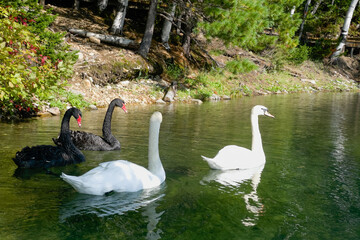 white and black swans in a beautiful lake - 535565650