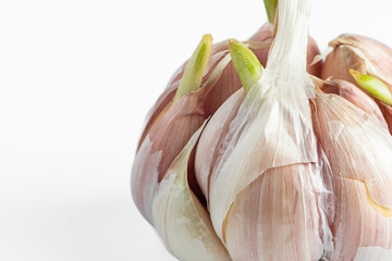 Sprouted head of garlic on white background. Garlic bulb cloves with green sprouts.