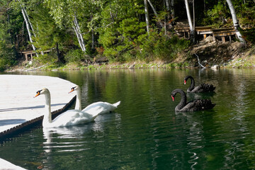 white and black swans in a beautiful lake