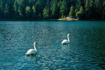 white swans in a beautiful emerald lake - 535565666