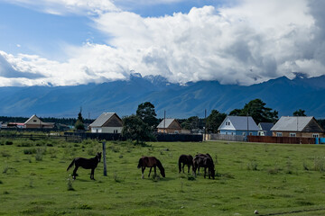 Horses graze in the village, at the foot of the mountains