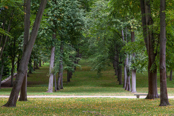 trees in the park