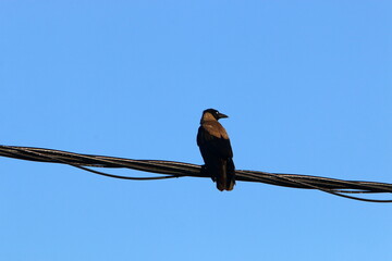 Birds sit on wires carrying electricity.