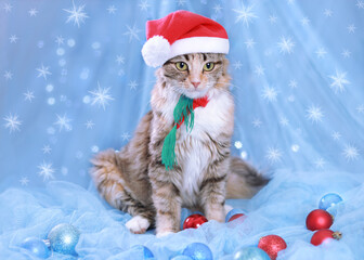 Cat with Green Eyes in a Santa Claus Hat sits on a blue background with sparkling lights or stars. New Year holiday background. Christmas Cat with Christmas balls and decoration. Winter season. 2023
