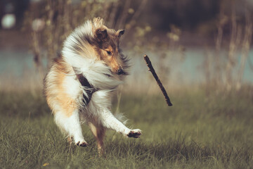 Collie  sable white Langhaar schottisch spielt im Lauf mit einem Stock fliegend outdoor  Var. 2
