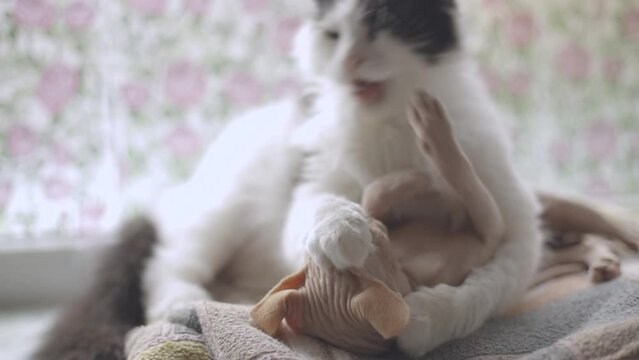 hairy cat bites a cat of the Canadian Sphynx breed