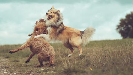 Collie Langhaar sable white spielt mit einem Labradoodle, Spielgesicht outdoor Var. 1