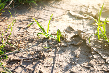 Drought on field, cracked earth, cracks in mud in a field of crops..Growth of trees in drought crisis, Living with tree drought.