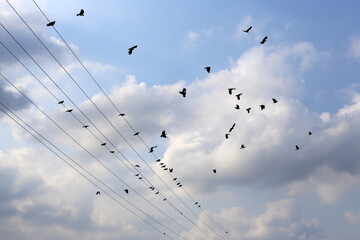 Birds sit on wires carrying electricity.