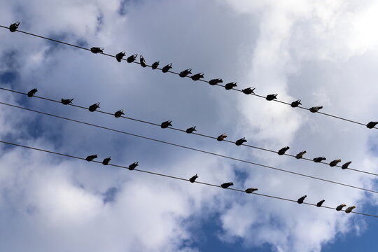 Birds sit on wires carrying electricity.