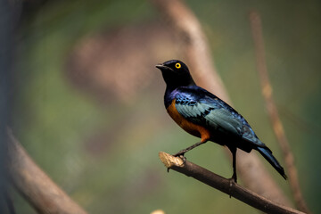 schöner Singvogel