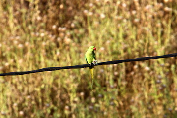 Birds sit on wires carrying electricity.