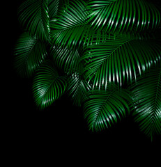 Isolated Palm tree leaves on black background. Tropical photo. 