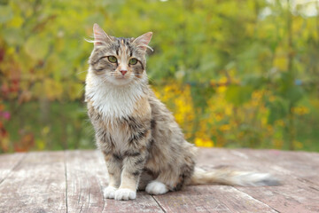 Cute Kitten is sitting on a wooden table. Beautiful Kat on the street close-up. Cat sits on the background of autumn nature. the Kitten is looking at the camera. Pet. Animal background. Autumn nature