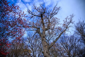 Low Angle View of Oak Tree Background in Autumn. Tree Top Shot f