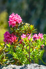 Alpenrose im Frühling