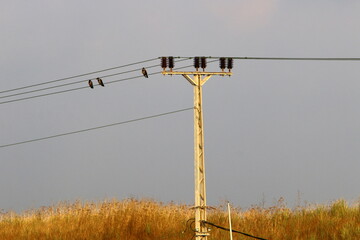 Birds sit on wires carrying electricity.