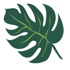 monstera tropical leaf decoration