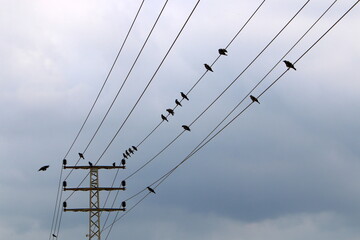 Birds sit on wires carrying electricity.