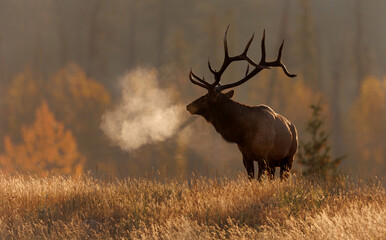 Bull elk at sunrise on a cold morning 