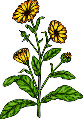 Hand drawn calendula flowering plant isolated on white background. Vector illustration in colored sketch style. Botanical design element