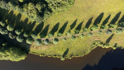 Allée d'arbres bien alignés avec un chemin en son centre. Avenue naturelle en bordure de lac