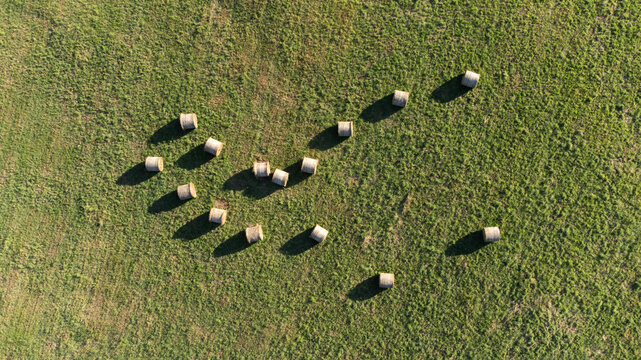Amas de bottes de foin dans un champ compos&eacute; d'herbe verte. Plusieurs ballots de foin dans une prairie.