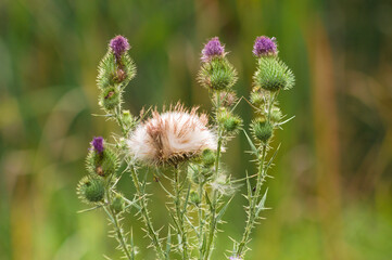 Closeup of bull thistle flowers and seeds with blurred plants on background