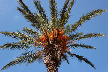 Yellow dates on a palm tree, Phoenix dactylifera