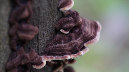 Hedge Gloeophyllum  mushrooms on the tree