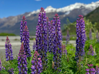 Lupins at Lake Wakatipun in Glenorchy / Queenstown, New Zealand