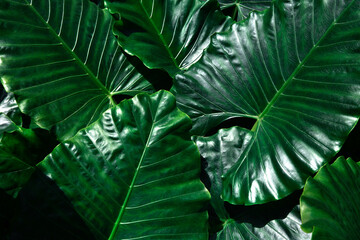 Tropical Background of dark Green emerald Jungle leaves