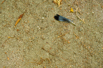 Pluma caída del ave en el parque del retiro de Madrid