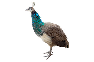 Naklejka premium Tiny peacock isolated on white background. Small peacock isolated.