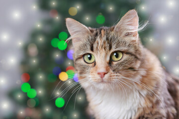 Cute Cat near the New Year tree with decoration. Cat sits on the background of Christmas lights. Kitten is looking at the camera. Merry Christmas. Pets. Shiny stars.  Kitten with Green Eyes close-up. 