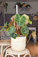 Topical 'Philodendron Verrucosum' houseplant with dark green veined velvety leaves in flower pot © Firn
