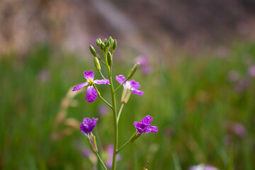 Close-up of small violet wildflower in Ollantaytambo, Peru.
