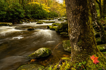 Fototapeta premium Red Leaf Sits At The Base of Tree Along The Middle Prong Of LIttle River