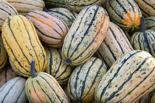 Delicata Varieties Winter Squash Fresh Organic Agriculture Farmer Market