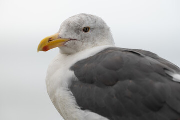 Standing Seagull Looks Back At Camera